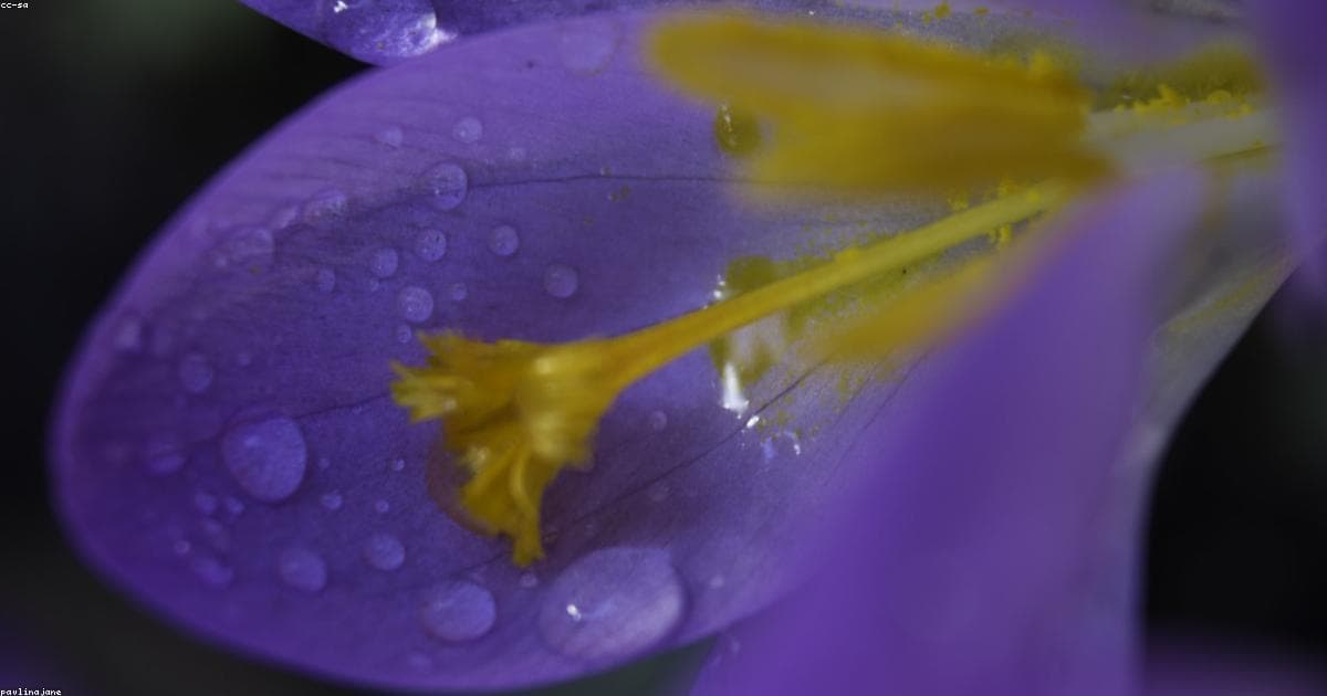 Cover Image for Raindrop.io Free Plan: What You Actually Get vs What's Behind the Paywall (2026)